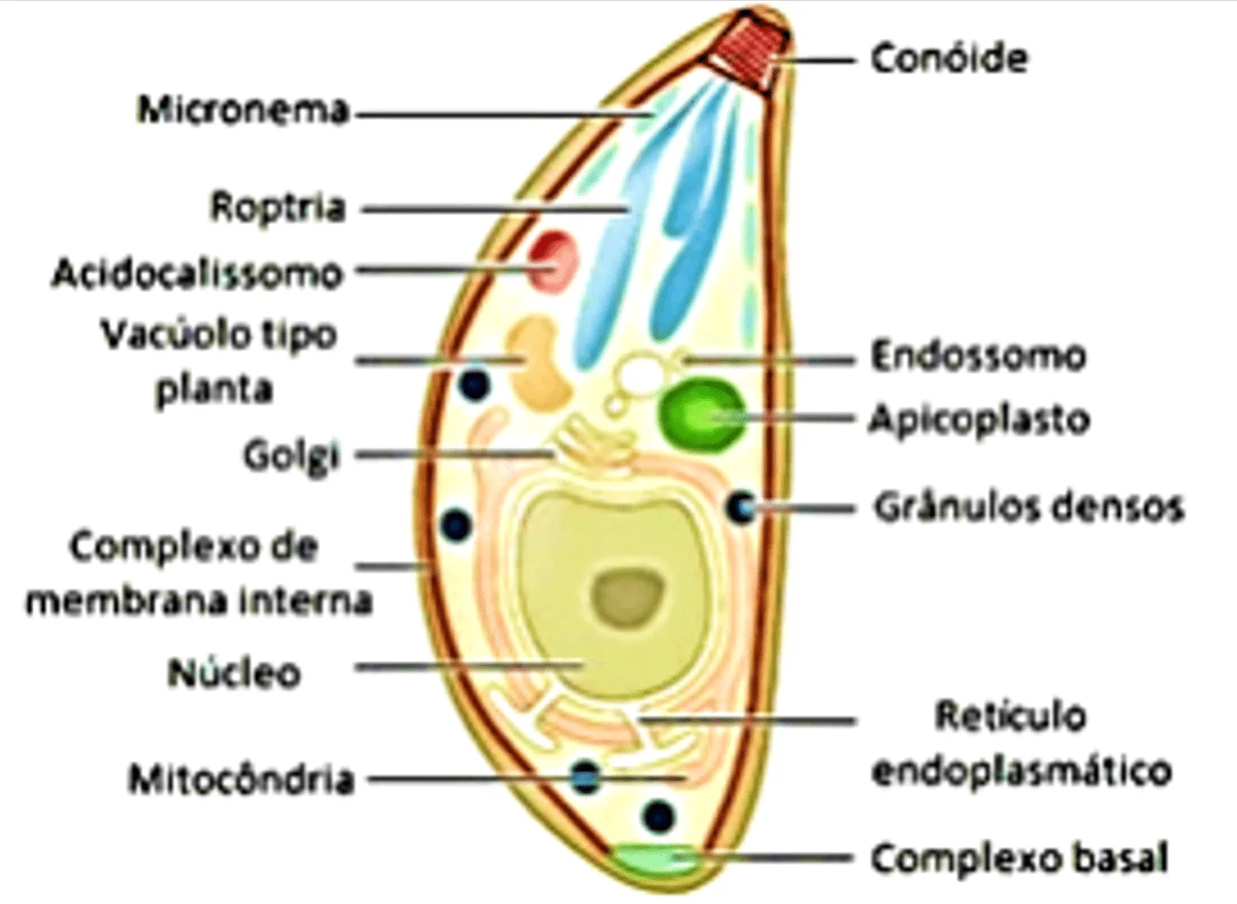 toxoplasmose-aspectos-biol-gicos-e-imunol-gicos