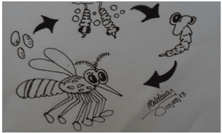 Abbildung 2: der Evolutionszyklus der Dengue-Mücke.