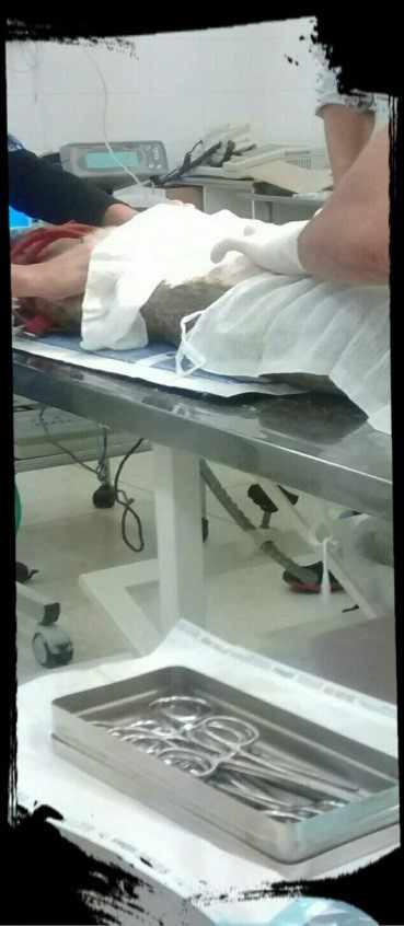 Figura 2. Drenagem da Cavidade torácica do lado esquerdo – TORACOCENTESE (Foto de uso Autorais da Universidade Anhanguera de São Paulo- UNIAN do Animal SRD 4 Anos Drenagem na Cavidade Torácica na região lateral esquerdo)