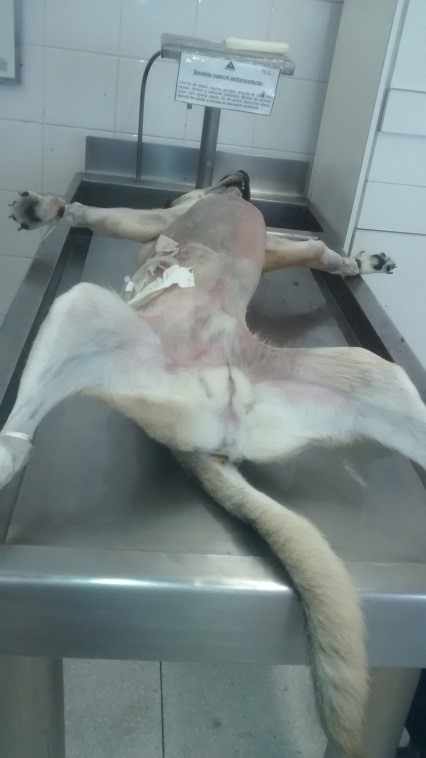 Figura 4. Realização da Necropsia do Animal de 4 anos SRD (Foto em uma Mesa de procedimentos de Necropsia, estudo em aula no mês de Setembro 2016- Universidade Anhanguera – UNIAN DE SP do Animal SRD 4 Anos de uso Pessoal)