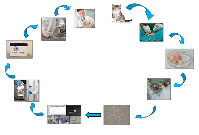 Um fragmento do tecido adiposo de um felino jovem, clinica e laboratorialmente saudável é coletado e encaminhado para o Laboratório da CELLTROVET. Neste as CTMs são isoladas, caracterizadas e armazenadas no Banco de Células-Tronco da CELLTROVET para serem posteriormente encaminhadas para sua inoculação no paciente.