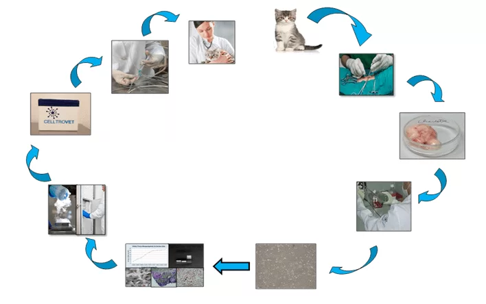 Um fragmento do tecido adiposo de um felino jovem, clínica e laboratorialmente saudável é coletado e encaminhado para o Laboratório da CELLTROVET. Neste as CTMs são isoladas, caracterizadas e armazenadas no Banco de Células-Tronco da CELLTROVET para posteriormente serem inoculadas nos animais selecionados.