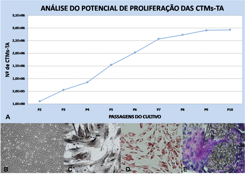 Análise do potencial de proliferação celular das CTMs-TAF(A), morfologia fibroblastoide da cultura celular (B) e diferenciações osteogênica (C), adipogênica (D) e condrogênica (E); Obj 4x(B), 40x(C), 20x(D) e 40x(E).