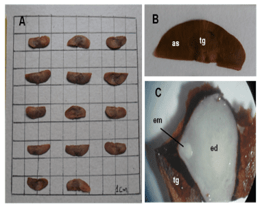 Semente de Dioscorea trifida. A – aspectos biométricos, B – aspecto geral, C – corte morfológico longitudinal. as – asa, ed – endosperma, em – embrião, tg – tegumento.