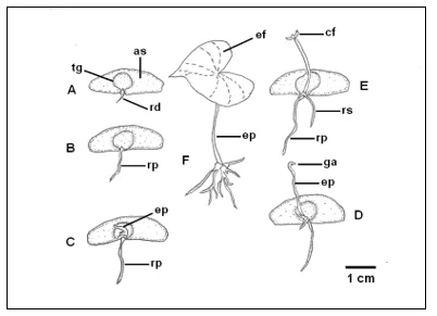 Aspecto morfológico do desenvolvimento da plântula de Dioscorea trifida, etnovariedade cará roxo. A – protrusão da raiz primária, B – alongamento da raiz primária, C – emissão do epicótilo, D – alongamento do epicótilo, E – abertura do catafilo, F – expansão do eofilo. as – asa, cf – catafilo, ef – eofilo, ep – epicótilo, ga – gema apical, rp – raiz primária, rs – raiz secundária.