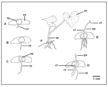 Aspectos morfológicos do desenvolvimento da plântula de Dioscorea trifida, etnovariedade cará branco. A – protrusão da raiz primária, B – alongamento da raiz primária, C – emissão do epicótilo, D – alongamento do epicótilo, E – abertura do catafilo, F – expansão do eofilo. as – asa, cf – catafilo, ef – eofilo, ep – epicótilo, ga – gema apical, rp – raiz primária, rs – raiz secundária.
