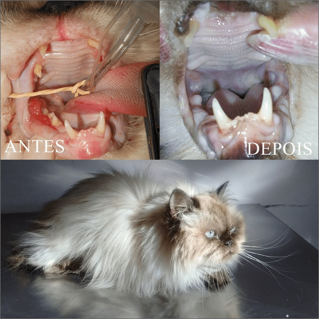 Após 4 meses da cirurgia o felino retornou para a reavaliação. Não tendo sido detectada recidiva do complexo gengivite estomatite.