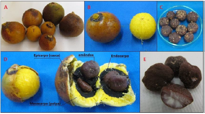 Frutos maduros de macaúba (A); fruto com e sem epicarpo (B); coquinho (endocarpo + amêndoa) (C); fruto de macaúba cortado ao meio evidenciando todas as partes do fruto (D); amêndoas (E). Fonte: Ciconini (2012).