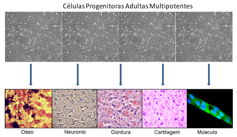 Figura 1 – CPAMs dando origem a diferentes tipos celulares.