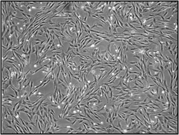 Figura 1 - Cultivo celular das células progenitoras adultas multipotentes (CPAMs), Obj: 40x.