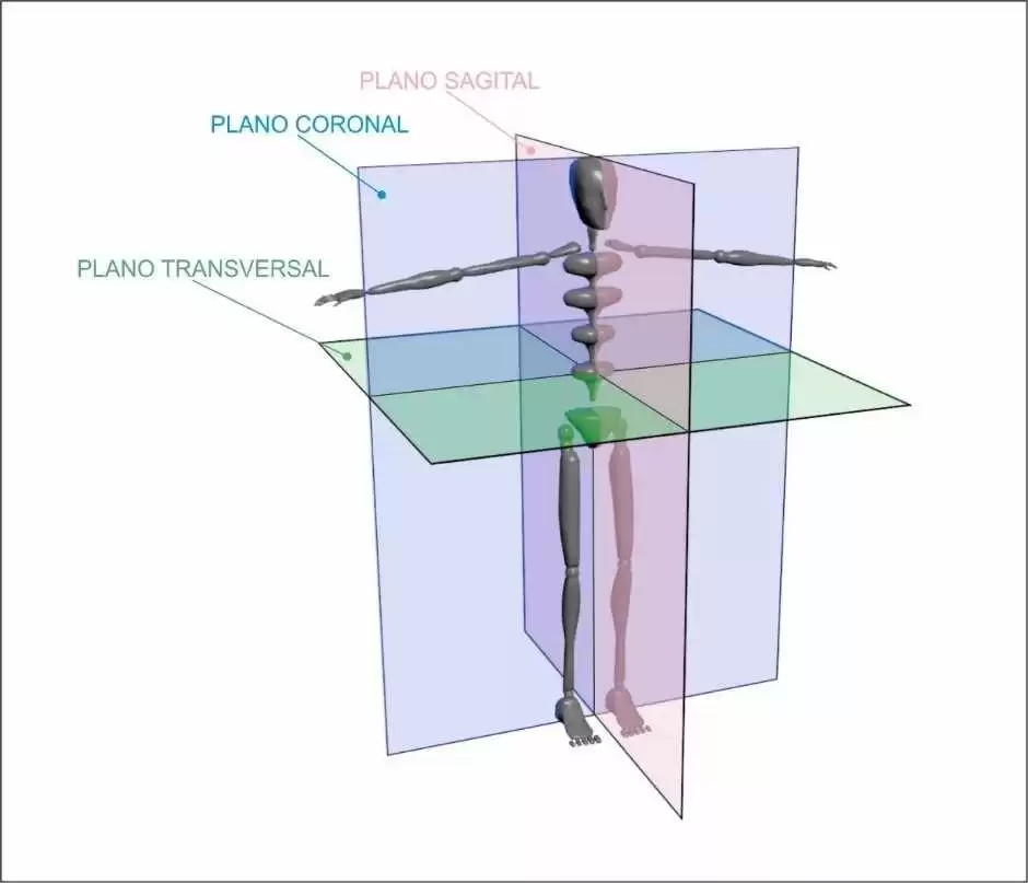 Figura 1 - Divisão do corpo humano em Plano Sagital, Coronal e Transversal. Fonte: Cinesiologia, Planos, Eixos e Movimentos - Prof. Dr. Guanis de Barros Vilela Junior. Desenho: Fábio Fafers
