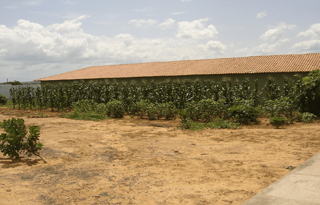 Figura 12 - PLANTAÇÕES REALIZADAS PELOS REEDUCANDOS