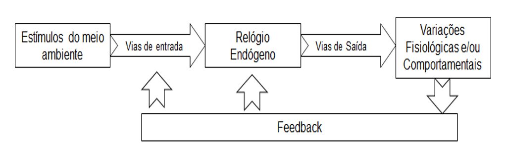 Figura 1 - Entrada de estímulos no sujeito, processamento e saída (Adaptado de Cymborowski (2010).