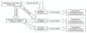 Figura 3 - Diferentes vias de entrada de estímulos em peixes (Adaptado de Cymborowski (2010).