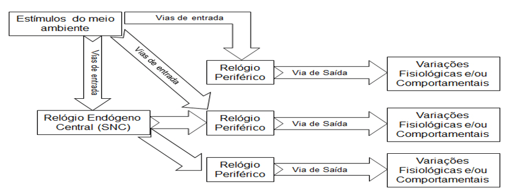 Figura 3 - Diferentes vias de entrada de estímulos em peixes (Adaptado de Cymborowski (2010).