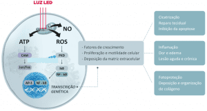 Figura 2 - Efeitos da emissão de LED na célula. Fonte: www. https://cosmedical.com.br/