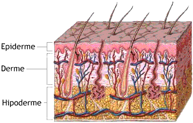 Figura 1 - Fonte: http://www.anatomiadocorpo.com/sistema-tegumentar-epiderme/