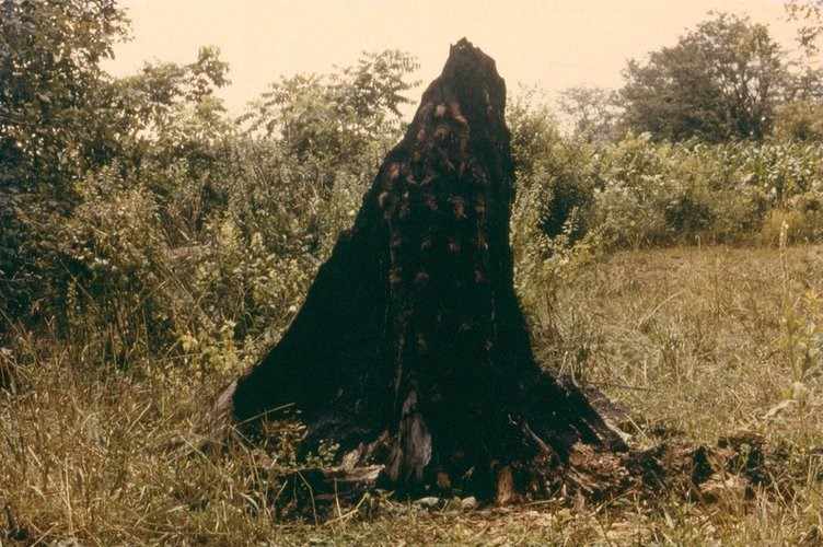 Figure 6 - Ana Mendieta, Untitled (Silueta Series), 1978. Vintage colour photograph mounted on board. Unframed: 33.7 x 50.8 cms / 13 1/4 x 20 ins, Framed: 45.7 x 62 cms / 18 x 24 3/8 ins. © The Estate of Ana Mendieta Collection. [http://www.alisonjacquesgallery.com/artists/47-Ana-Mendieta/works/]