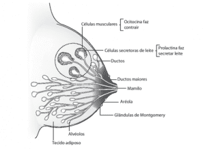 Figura 1: Esquema dos componentes da mama. Fonte: Guilherme e Nascimento (2013, p.6).