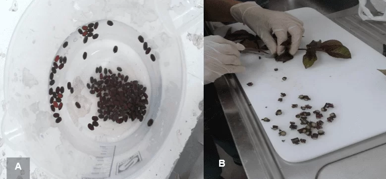 Figura 2: A- Sementes de pinhão-roxo; B- Obtenção de segmentos nodais de pinhão-roxo. Fonte: Souza, M. P. F., 2013.