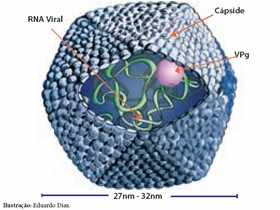 Figura  do Vírus da hepatite A  através da microscopia eletrônica. Fonte: Brasil,2004