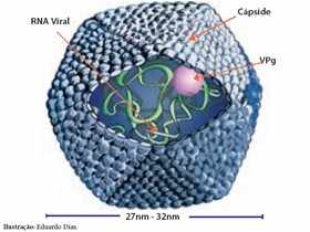 Figura do Vírus da hepatite A através da microscopia eletrônica. Fonte: Brasil,2004