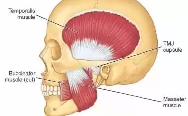 Resultado de imagem para temporal masseter capsula articular