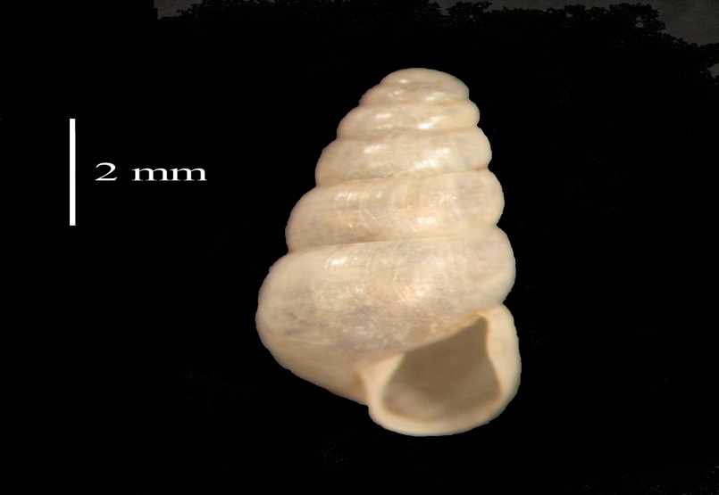 C:UsersIsabellaDownloadsLamellaxis gracilis.JPG