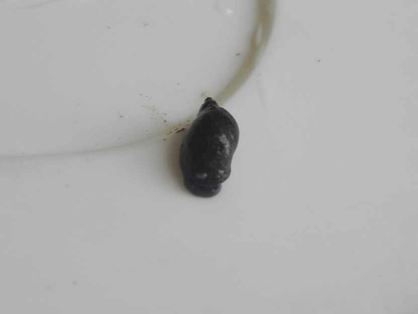 C:UsersIsabellaDownloadsLymnaea columella.JPG