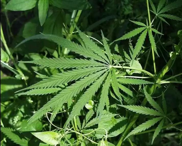 Anandamida: A Maconha Produzida pelo Próprio Corpo