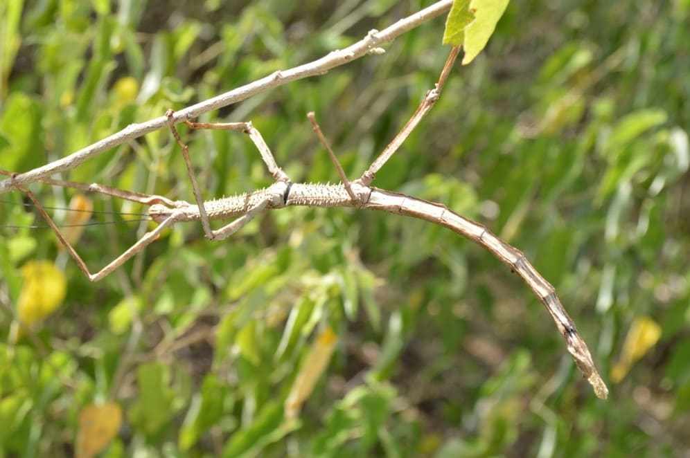 Bicho-pau - Tipos, características, reprodução e habitat