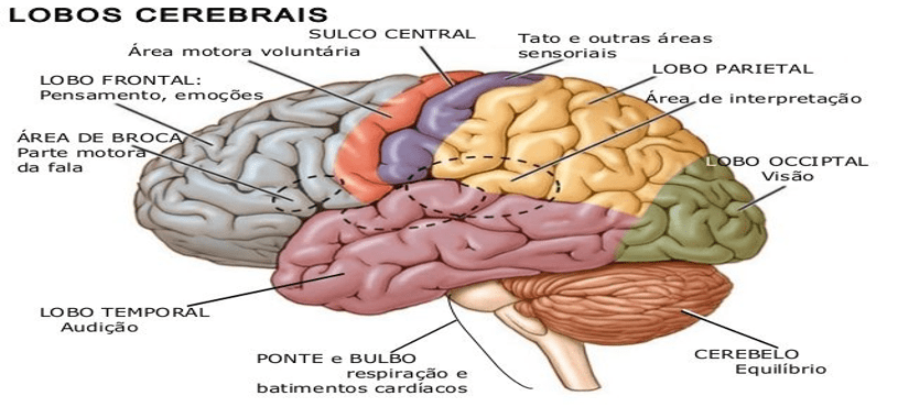 Padrões de conectividade do cérebro podem ser marcador estável de TDAH