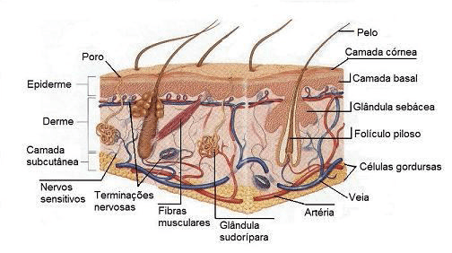 ANAMNESE FIBROSE - Fisioterapia Dermatofuncional