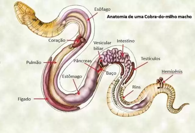 Qual a diferença entre cobra e serpente? - Ilha do Conhecimento