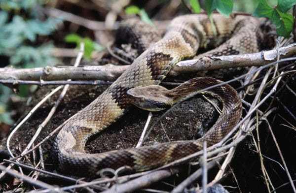 Serpentes Angolanas - Diversidade, importância e perigosidade
