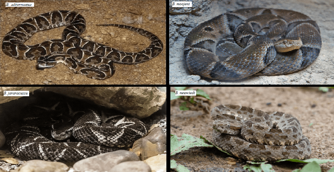 Serpentes Angolanas - Diversidade, importância e perigosidade