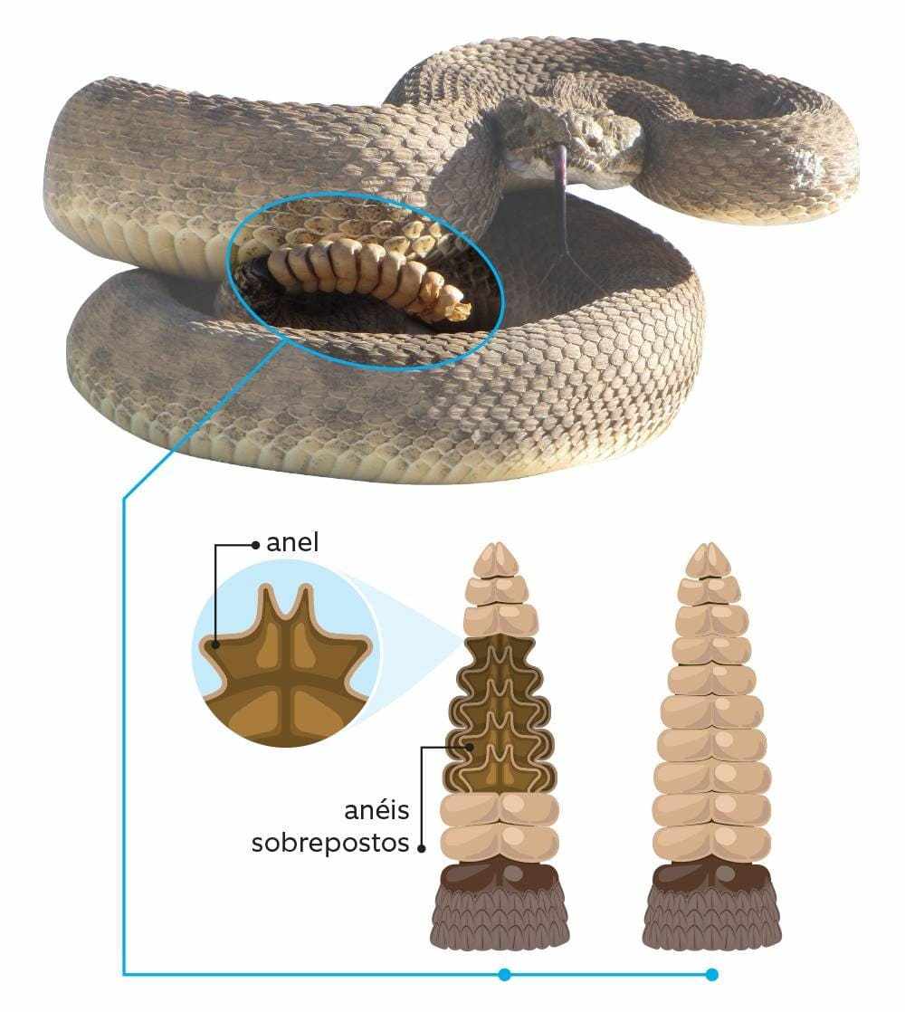 Surucucu - características, ecologia - Cobras - InfoEscola