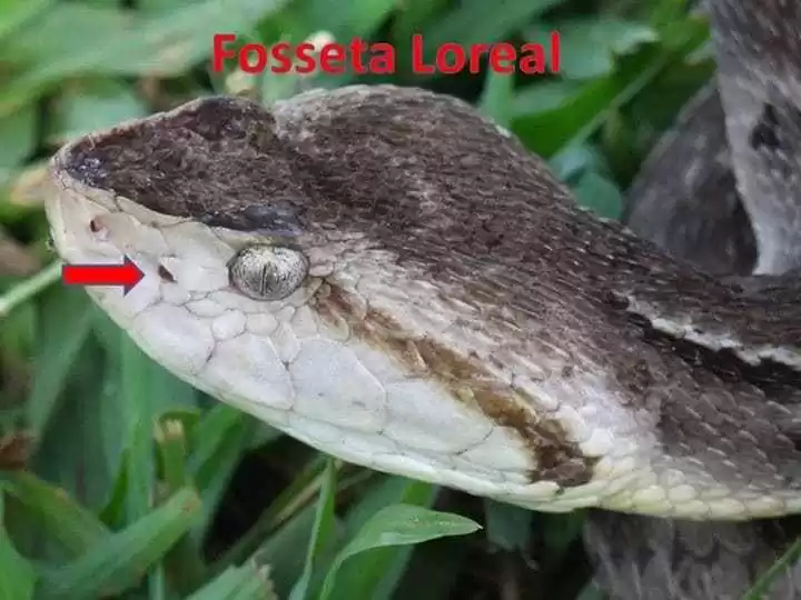 Serpentes Angolanas - Diversidade, importância e perigosidade