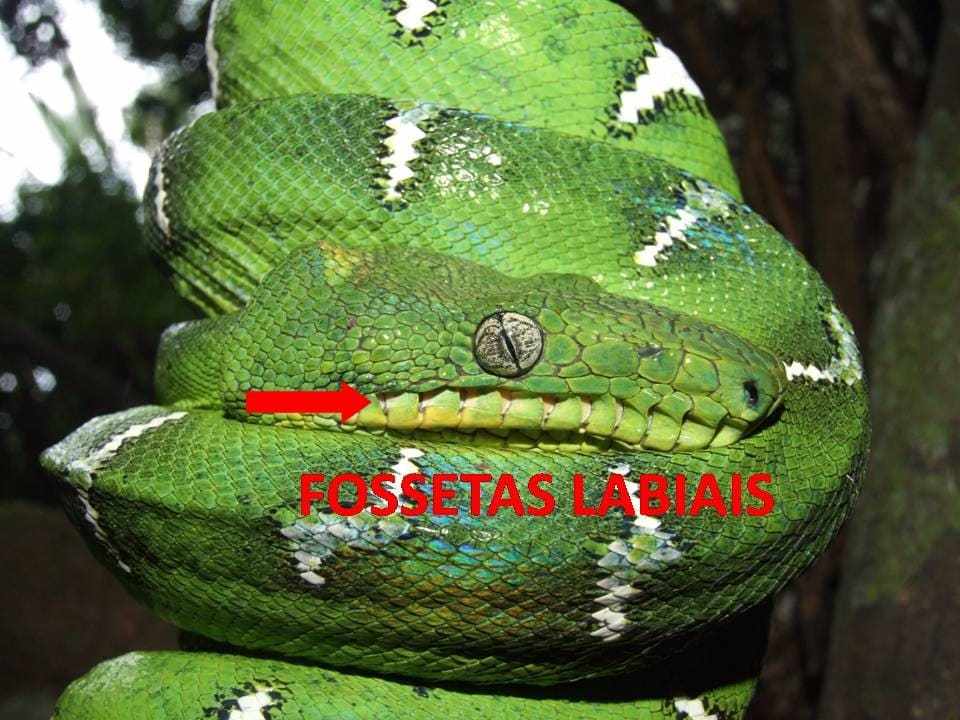 Estudo analisa características genéticas de serpentes amazônicas