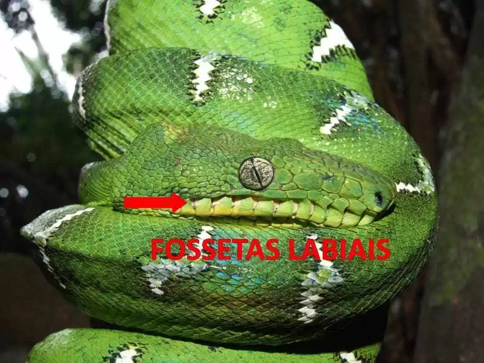 Estudo analisa características genéticas de serpentes amazônicas