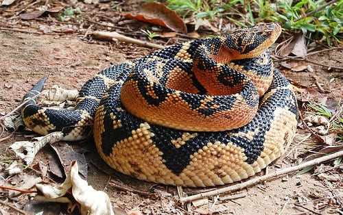 Qual a diferença entre cobra e serpente? - Ilha do Conhecimento