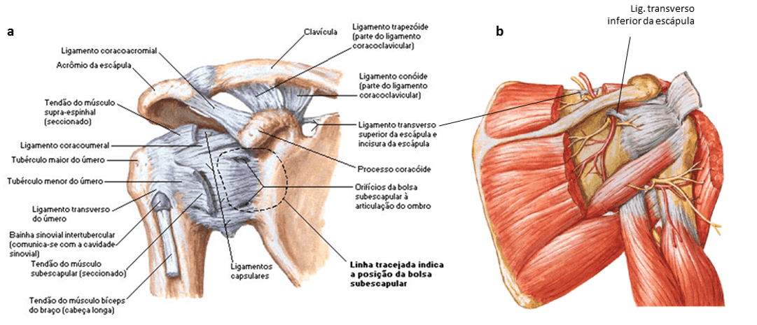 Anatomia E Cinesiologia Do Complexo Articular Do Ombro Anatomia E Cinesiologia Do Complexo Articular Do Ombro
