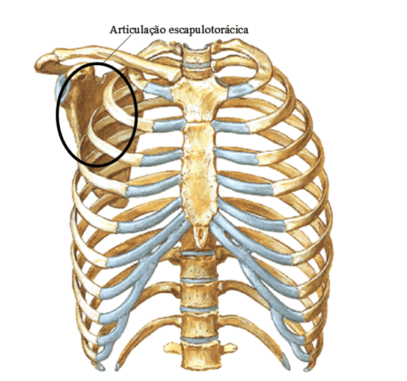 Anatomia e cinesiologia do complexo articular do ombro