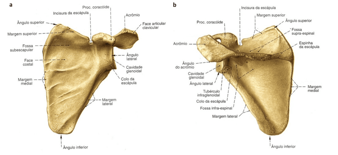 Anatomia e cinesiologia do complexo articular do ombro