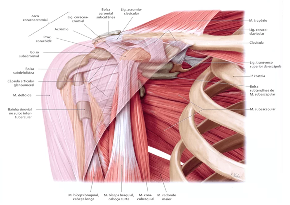 Anatomia e cinesiologia do complexo articular do ombro