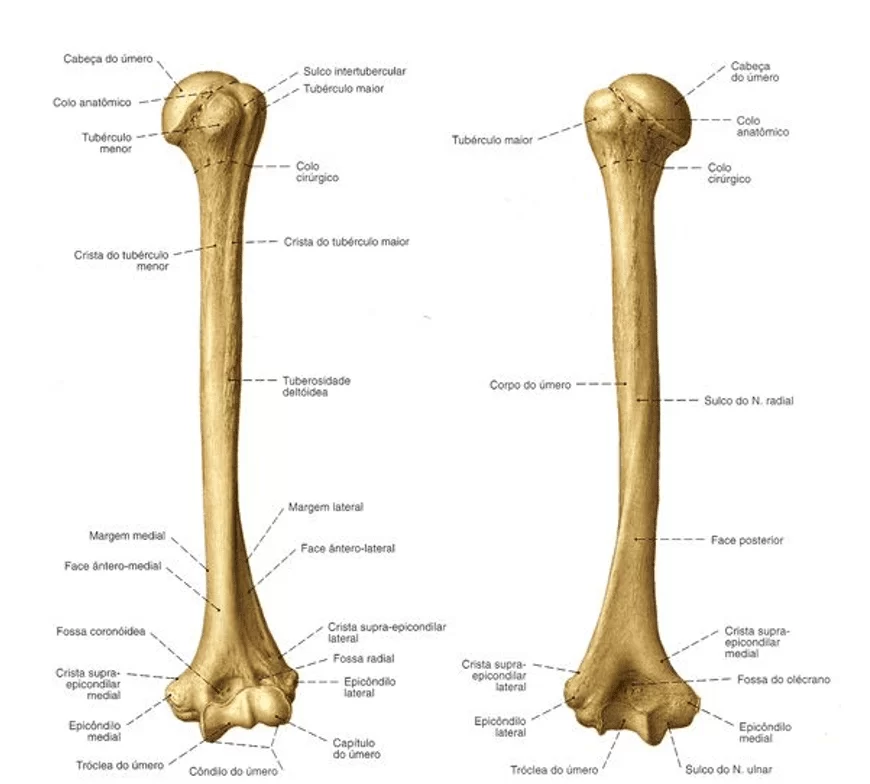 Anatomia e cinesiologia do complexo articular do ombro