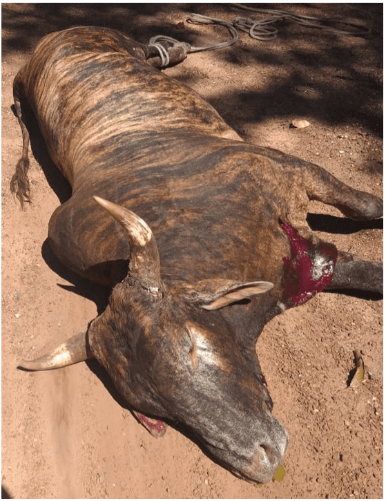 Alguém anda a matar cavalos a tiro. Já foram encontrados 20 abatidos