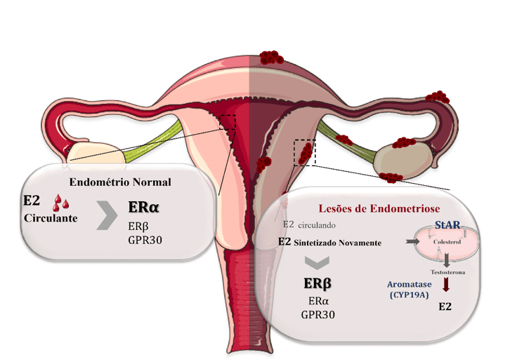 Conheça os sintomas da inflamação nos ovários - Conceito Home Care