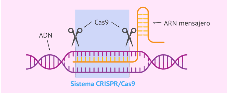 PDF) Geração de redes de co-expressão de genes utilizando