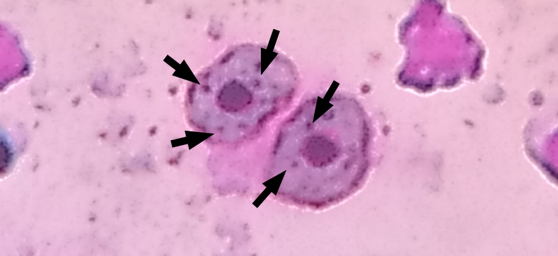 A. novae blood smear, illustrating blood cells, with the presence of micronuclei (arrows).
